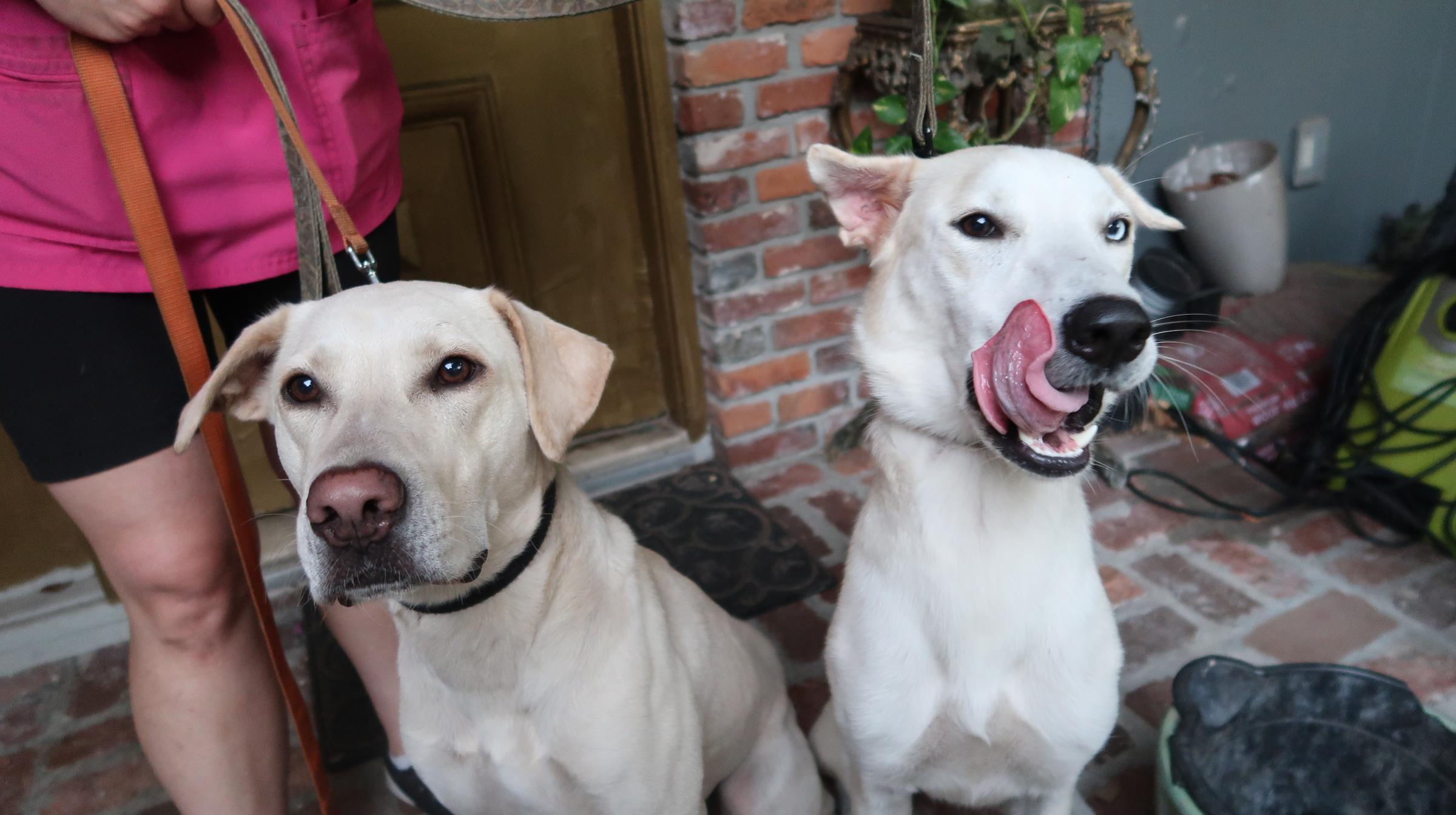Enlarge Blake (Male) and Deeny (Female) Young Duo, a Adoptable Yellow Labrador Retriever in St. Petersburg, FL image 3/6