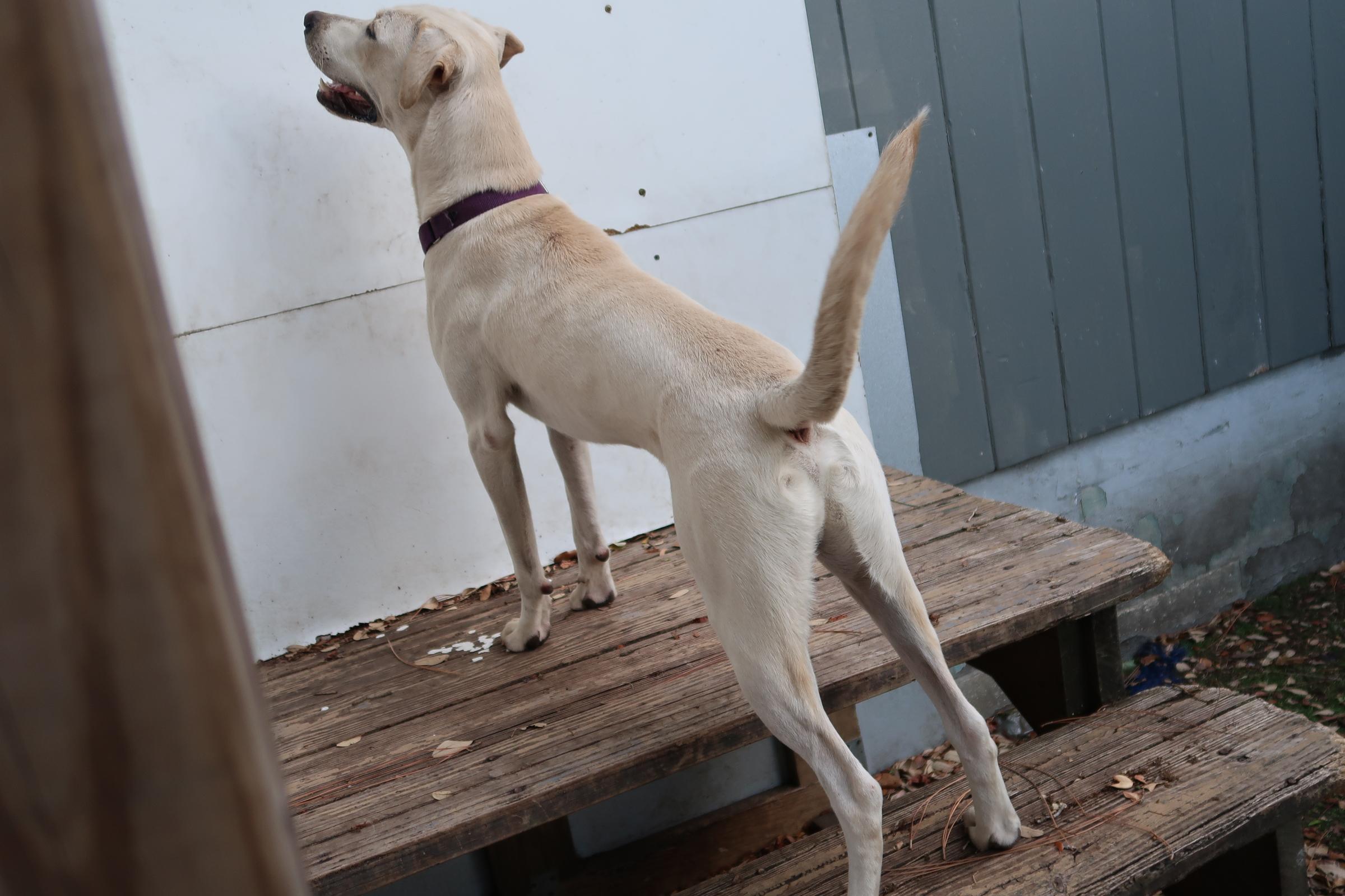 Enlarge Blake (Male) and Deeny (Female) Young Duo, a Adoptable Yellow Labrador Retriever in St. Petersburg, FL image 6/6