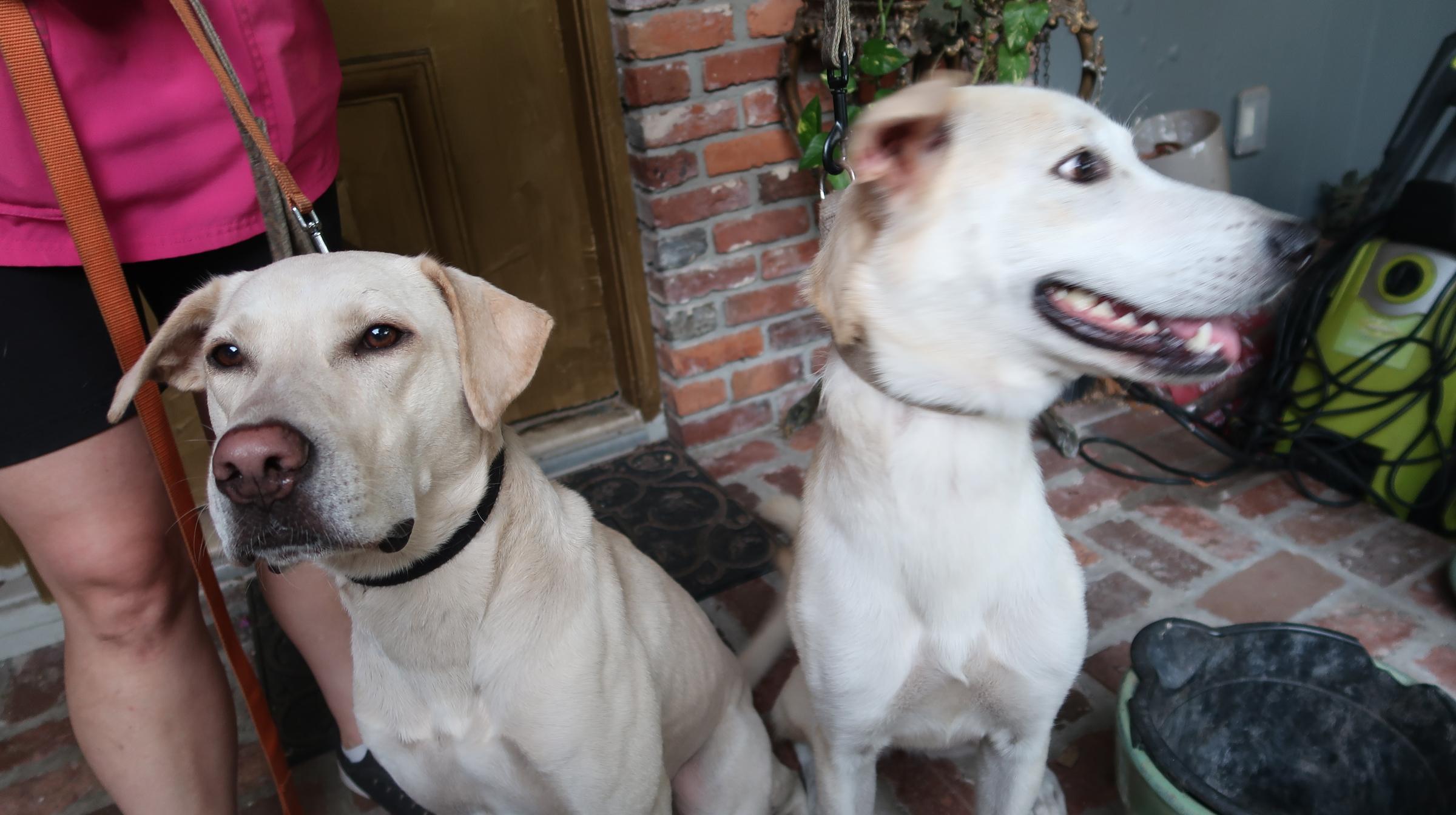 Enlarge Blake (Male) and Deeny (Female) Young Duo, a Adoptable Yellow Labrador Retriever in St. Petersburg, FL image 5/6