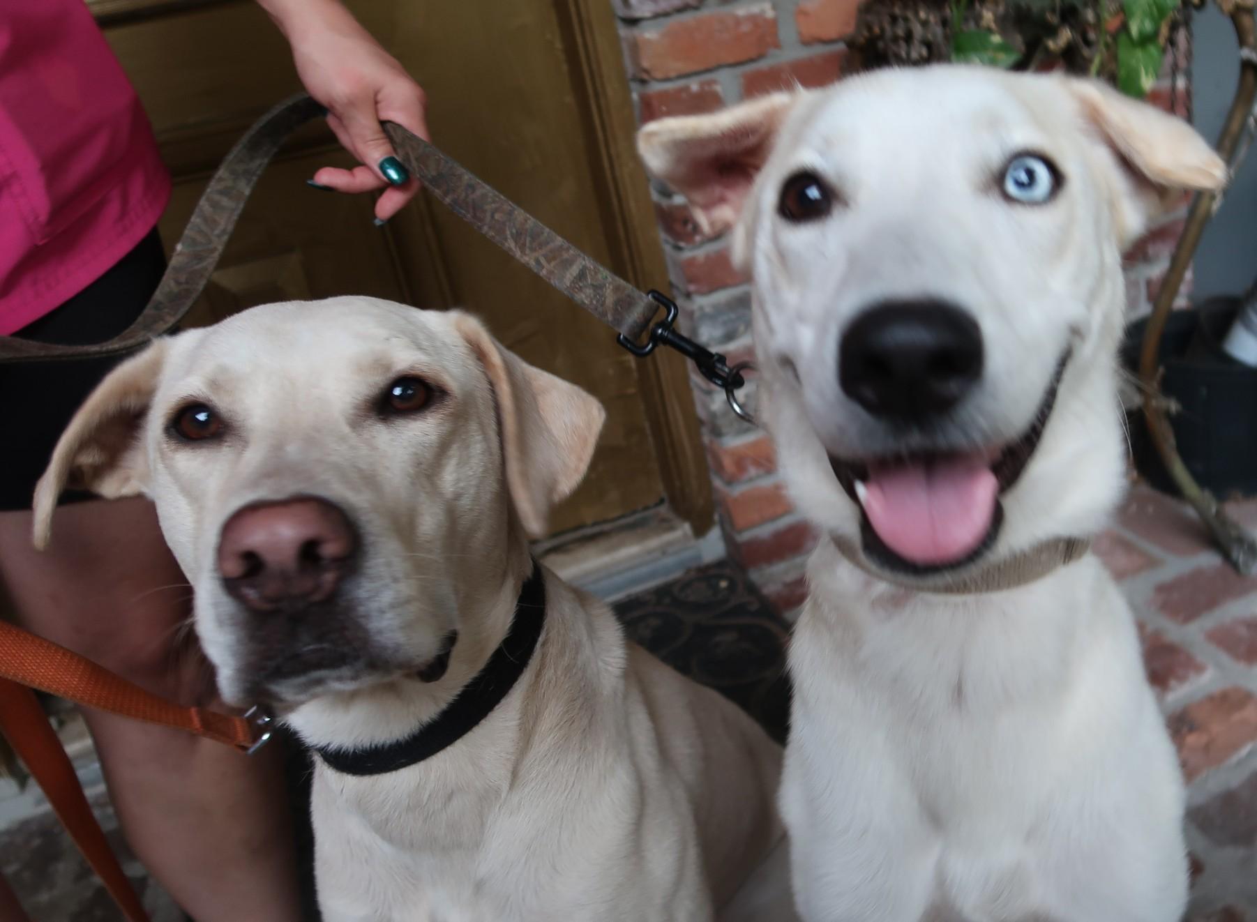 Blake (Male) and Deeny (Female) Young Duo, Adoptable, Adult Female Yellow Labrador Retriever.