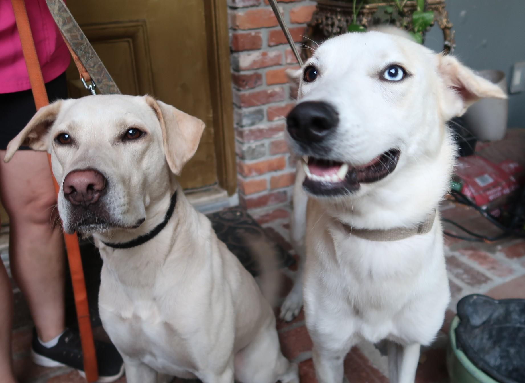 Enlarge Blake (Male) and Deeny (Female) Young Duo, a Adoptable Yellow Labrador Retriever in St. Petersburg, FL image 2/6