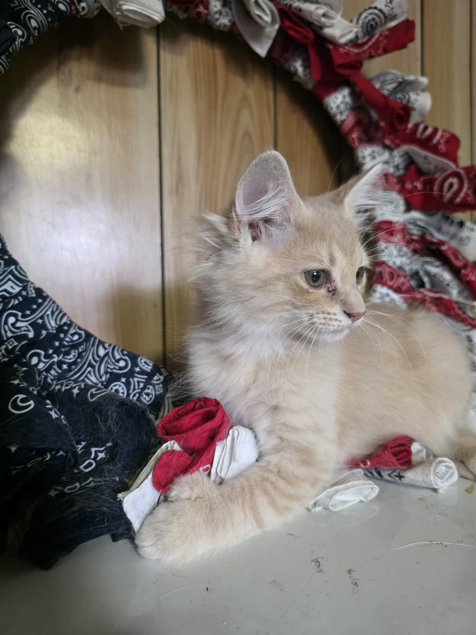 Butterscotch, an adopted mixed breed in Cosby, TN image 2/3