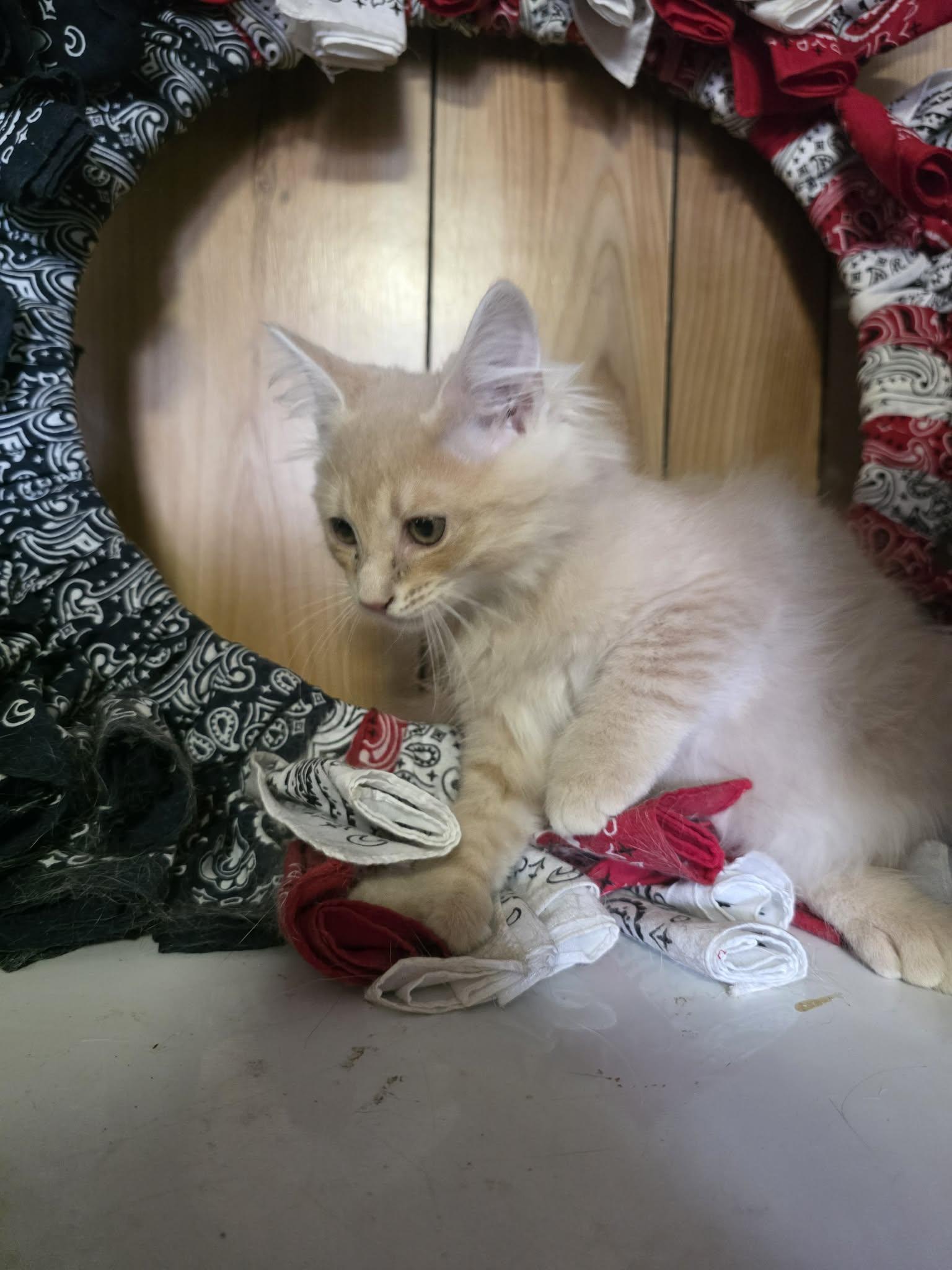 Butterscotch, an adopted mixed breed in Cosby, TN image 3/3