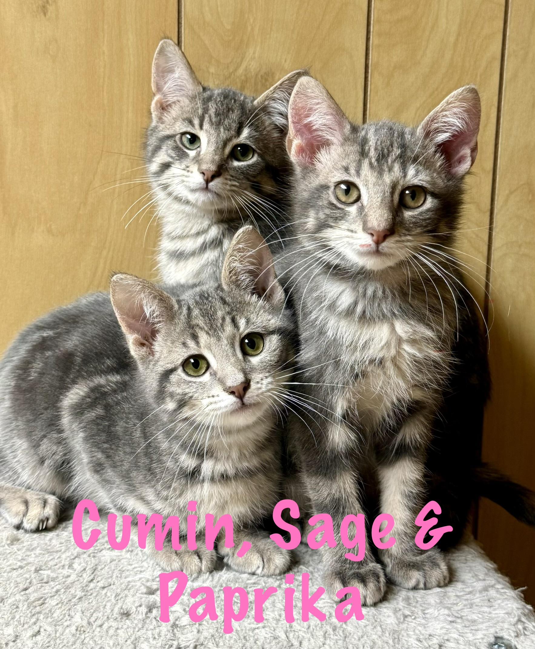 Sage, ADOPTABLE, Kitten Female Domestic Short Hair.