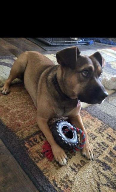 Enlarge Toby-New, an adoptable mixed breed in Allentown, PA image 2/4