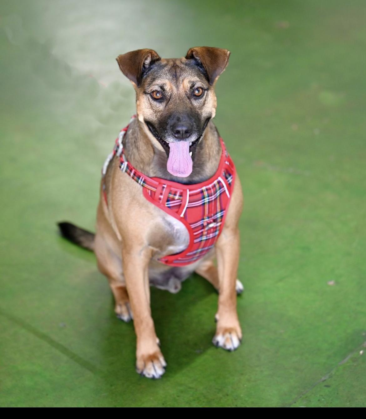 Enlarge Toby-New, an adoptable mixed breed in Allentown, PA image 3/4