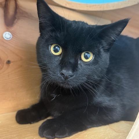 Andrew, ADOPTABLE, Young Male Domestic Short Hair.