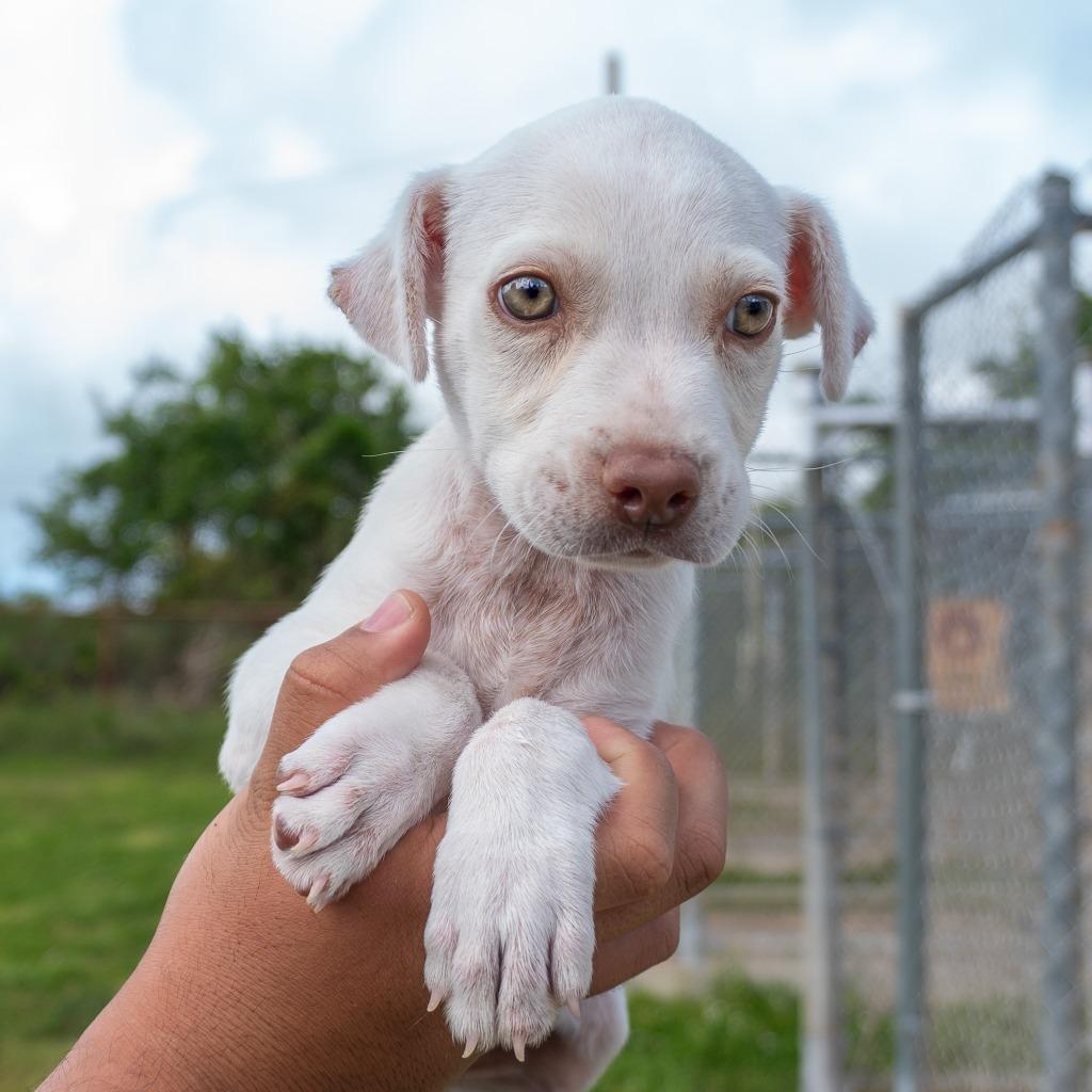 Enlarge Marnie, a Adoptable mixed breed in Mangilao, GU image 3/3