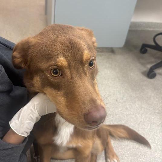 Kelpie, Adoptable, Young Male Mixed Breed.