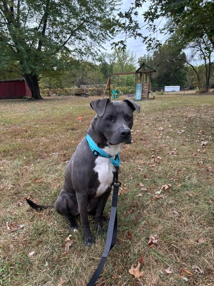 Enlarge Frankie, a Adoptable American Staffordshire Terrier in East Peoria, IL image 2/5
