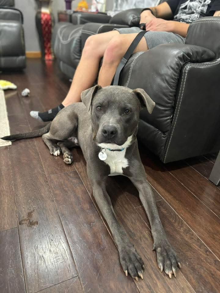 Enlarge Frankie, a Adoptable American Staffordshire Terrier in East Peoria, IL image 3/5