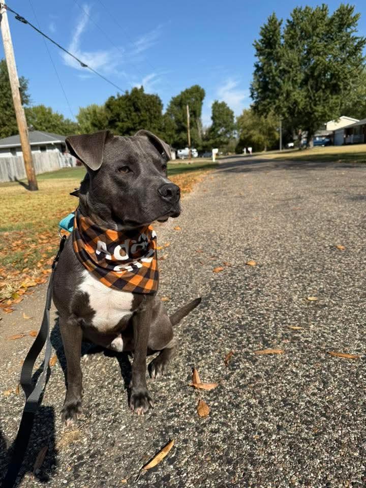 Enlarge Frankie, a Adoptable American Staffordshire Terrier in East Peoria, IL image 4/5