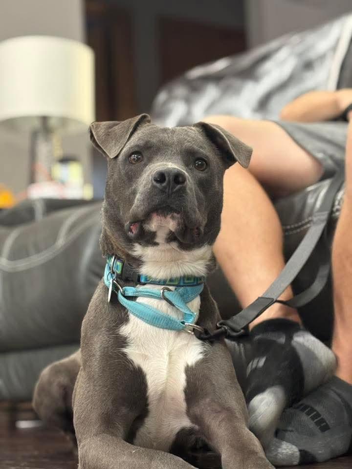 Frankie, Adoptable, Young Male American Staffordshire Terrier.