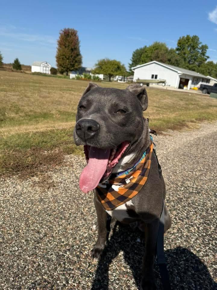 Enlarge Frankie, a Adoptable American Staffordshire Terrier in East Peoria, IL image 5/5