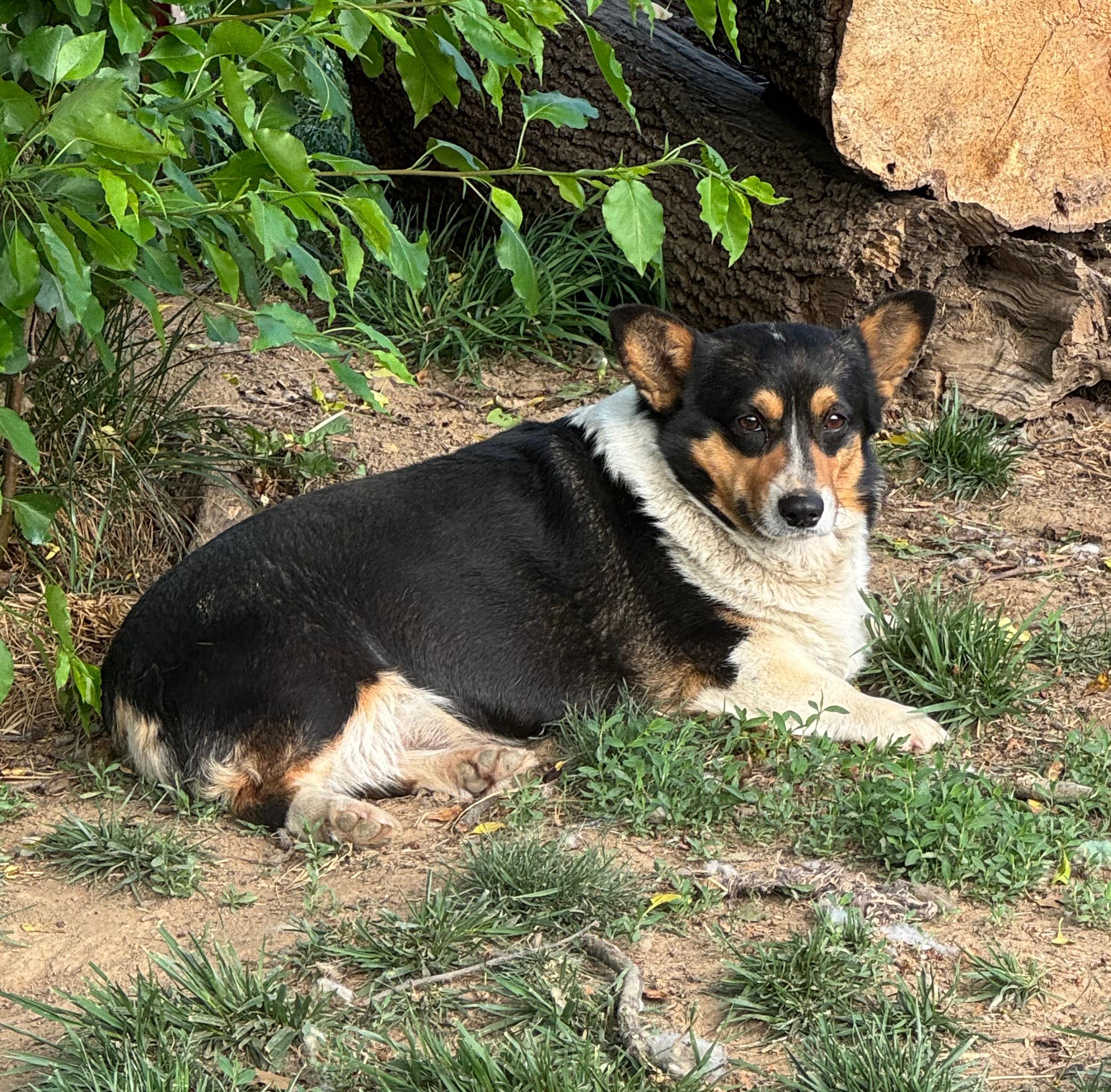 Trixie the Corgi, Adoptable, Adult Female Pembroke Welsh Corgi.