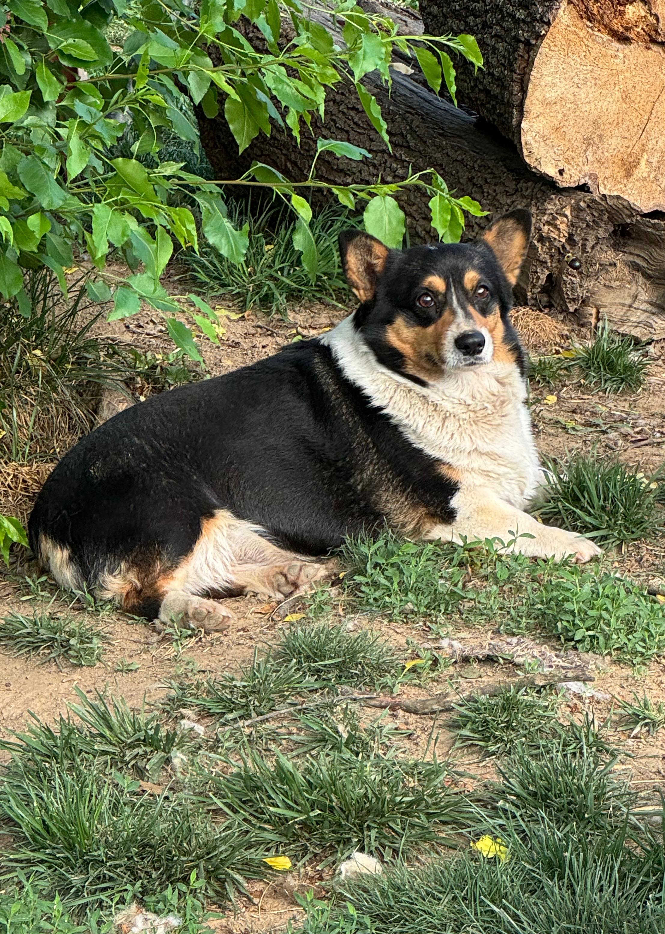 Trixie the Corgi, a Adoptable Pembroke Welsh Corgi in Richmond, KY image 2/3