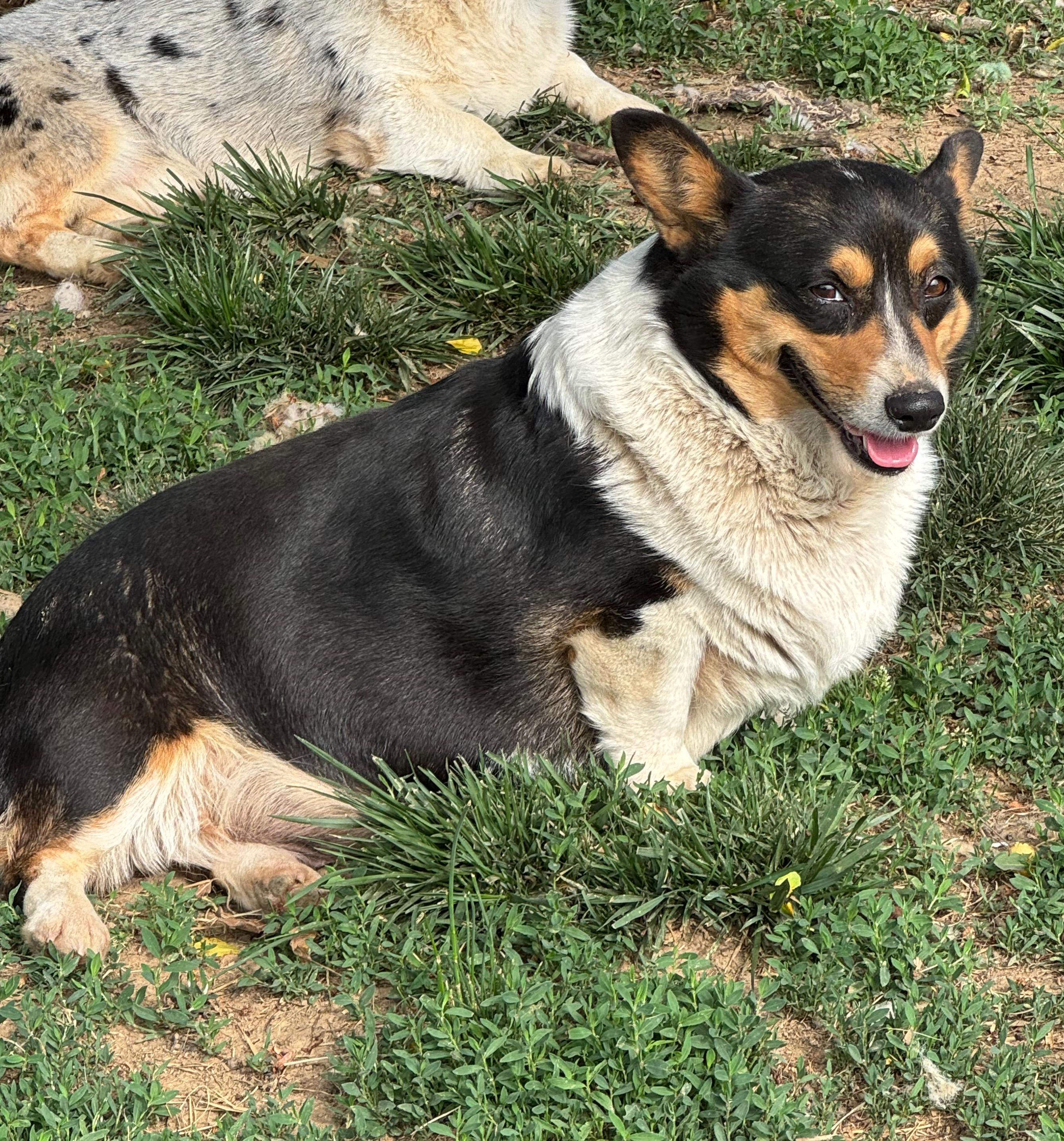 Trixie the Corgi, a Adoptable Pembroke Welsh Corgi in Richmond, KY image 3/3