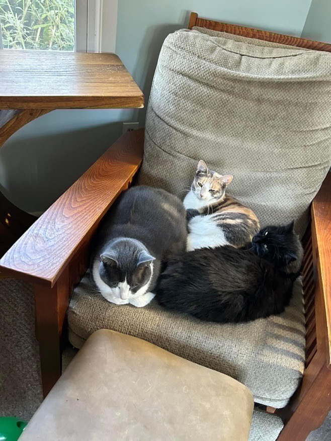 August, Adoptable, Young Female Dilute Calico & Calico.