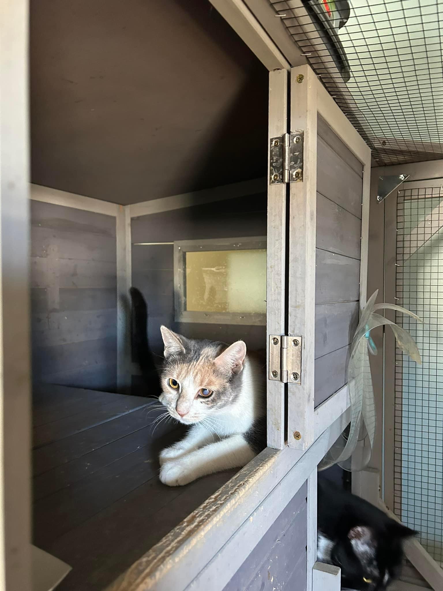 Enlarge August, a Adoptable mixed breed in Newark, NJ image 3/5