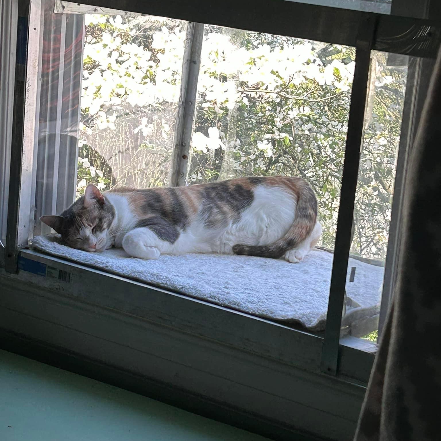 August, Adoptable, Young Female Dilute Calico & Calico.