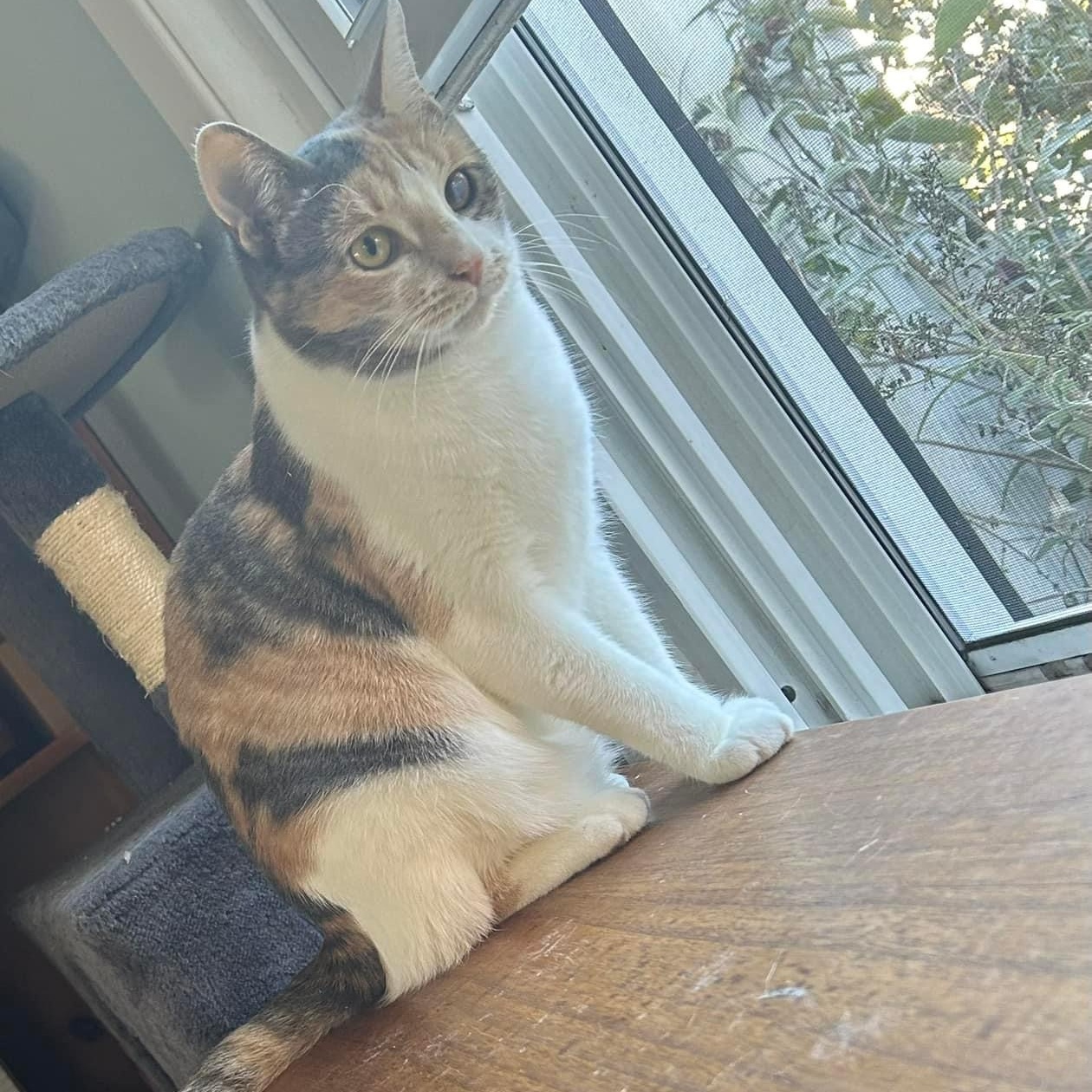 Enlarge August, a Adoptable mixed breed in Newark, NJ image 5/5