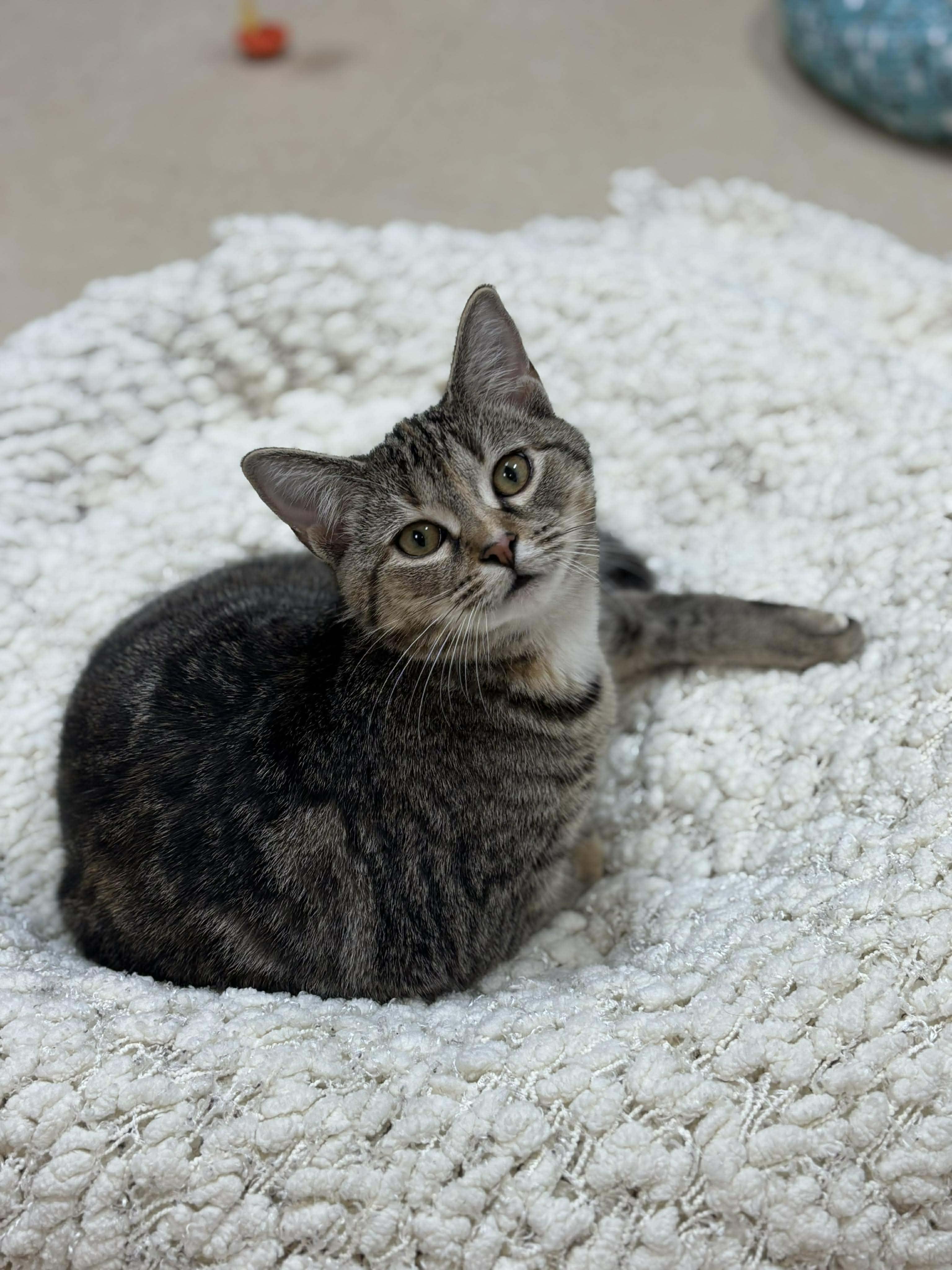 Guacamole , adopted, Kitten Female Domestic Short Hair.