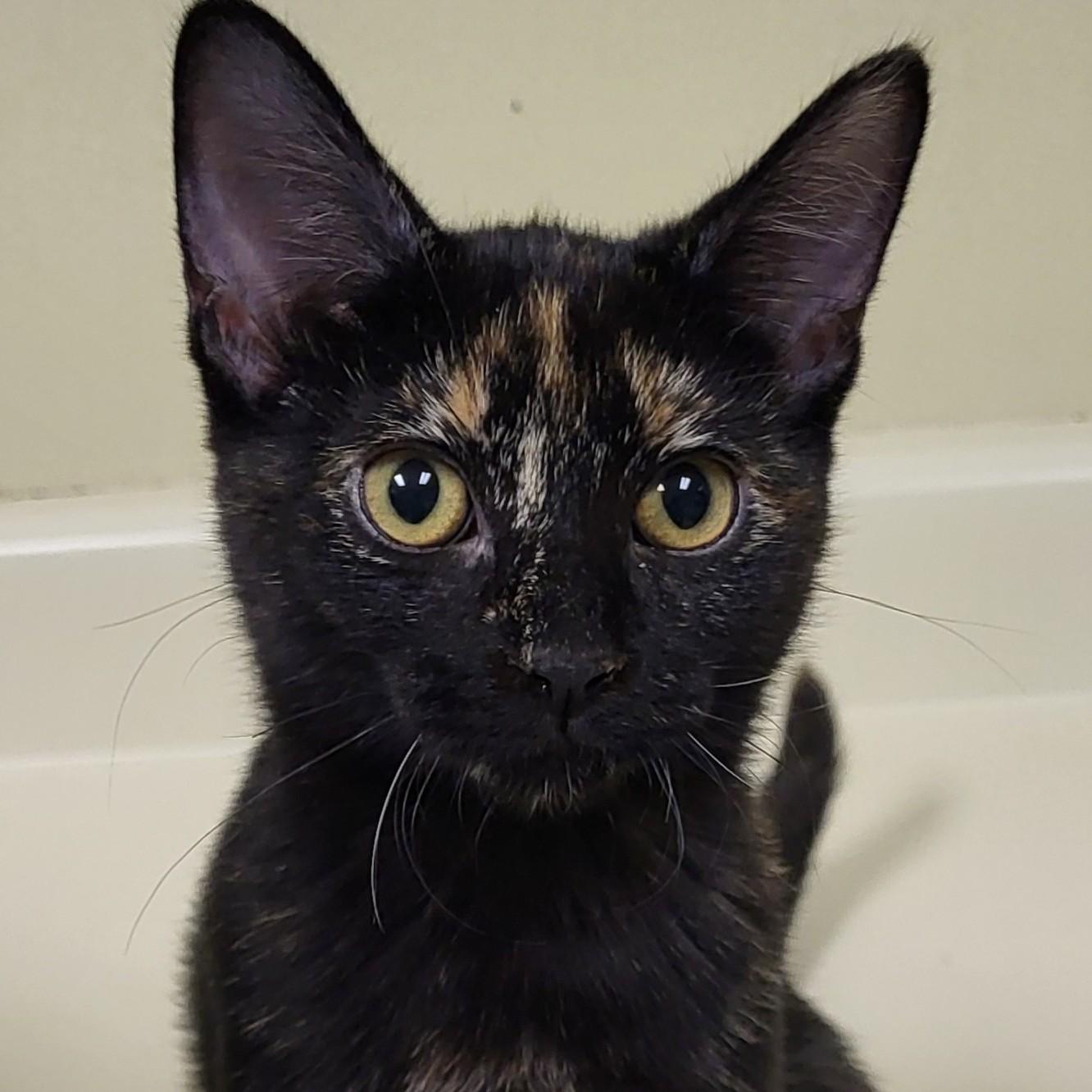 Jagara, Adopted, Kitten Female Domestic Short Hair.