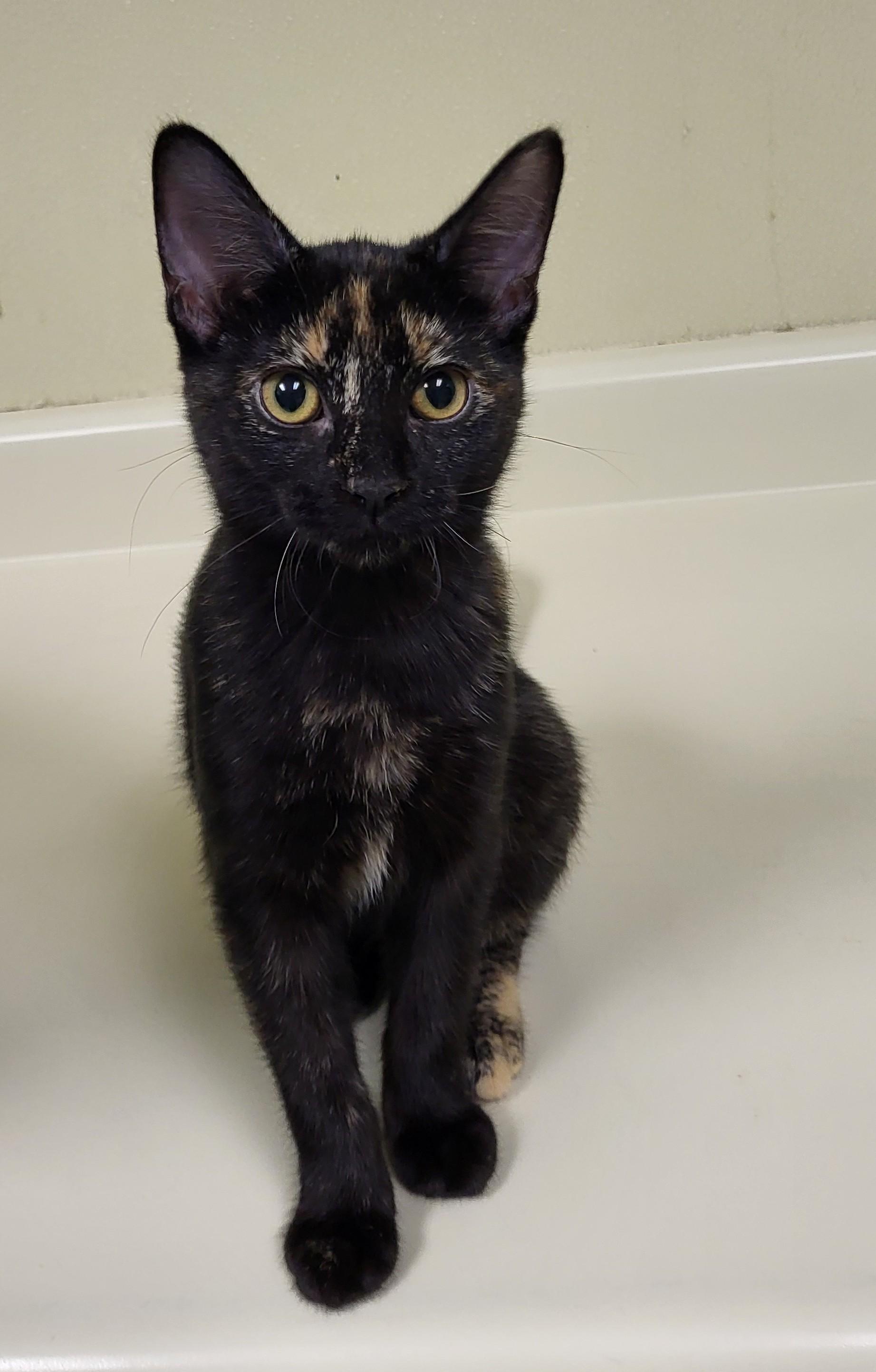 Enlarge Jagara, a Adopted Domestic Short Hair in Grayslake, IL image 2/4