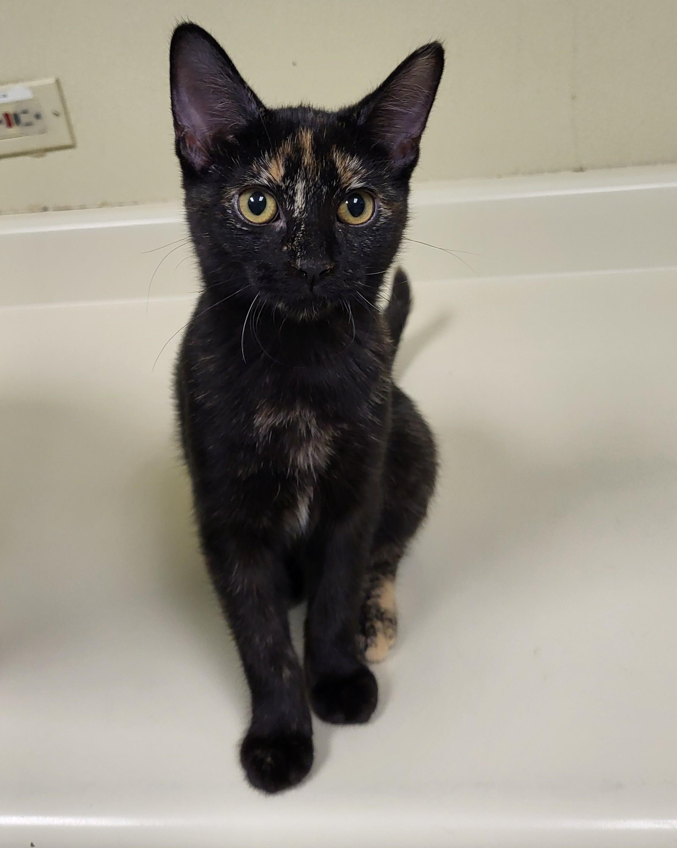 Enlarge Jagara, a Adopted Domestic Short Hair in Grayslake, IL image 3/4