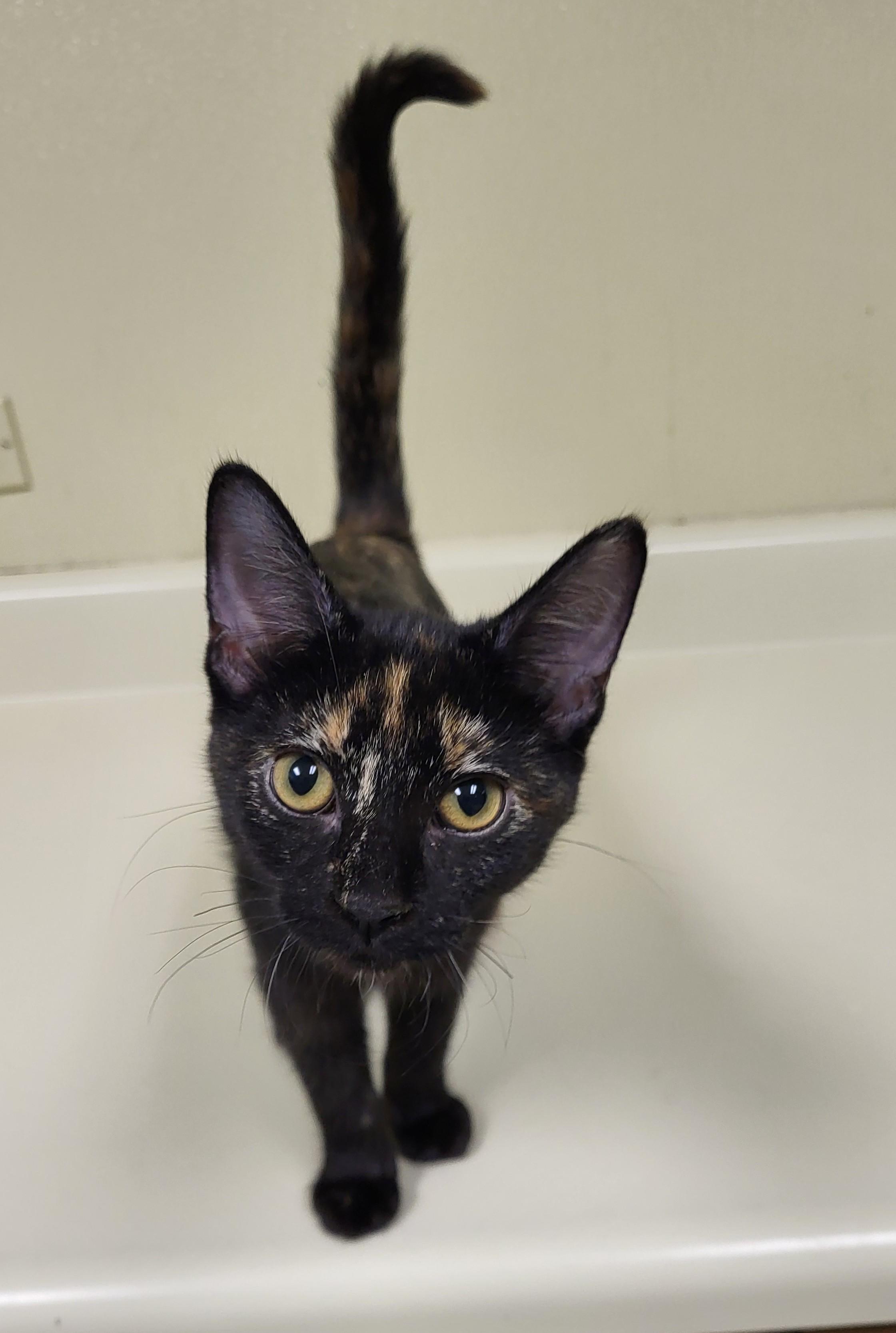 Enlarge Jagara, a Adopted Domestic Short Hair in Grayslake, IL image 4/4