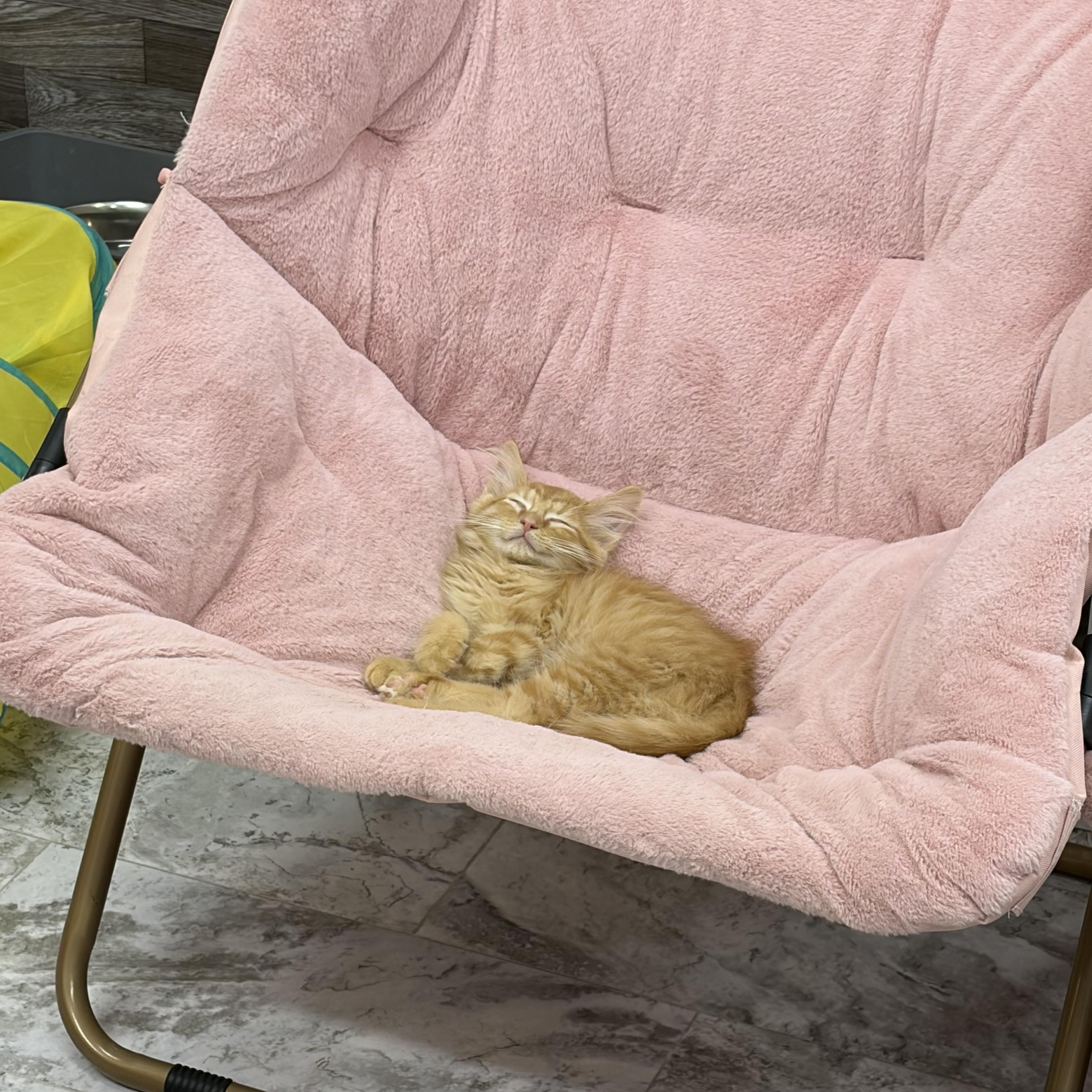 Enlarge Cheesy Poof, an adopted Domestic Long Hair in Akron, OH image 4/4