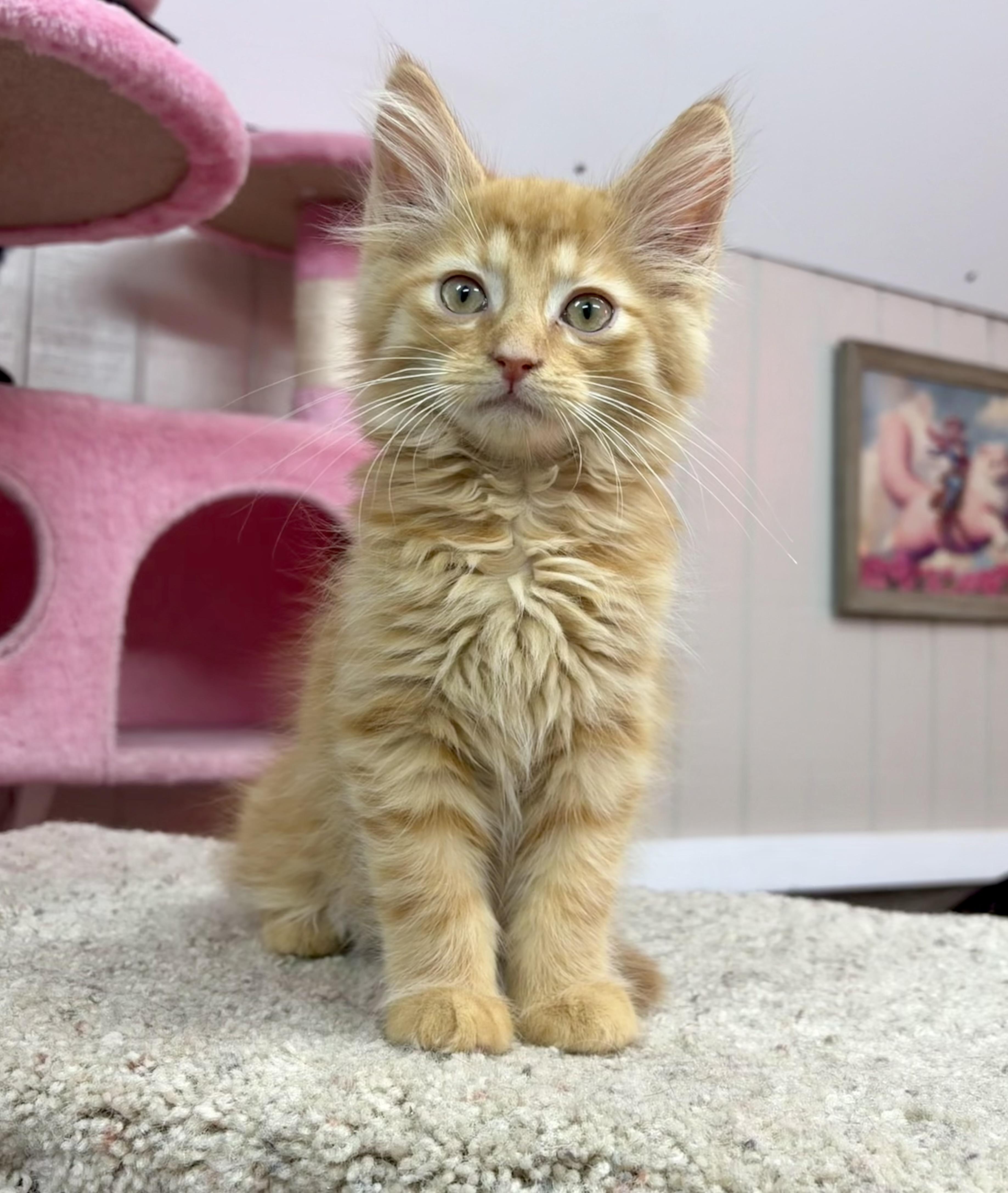 Enlarge Cheesy Poof, an adopted Domestic Long Hair in Akron, OH image 1/4