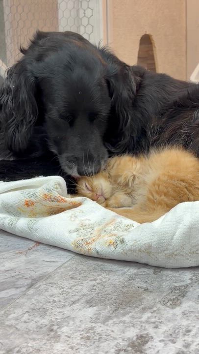Enlarge Cheesy Poof, an adopted Domestic Long Hair in Akron, OH video 2/4