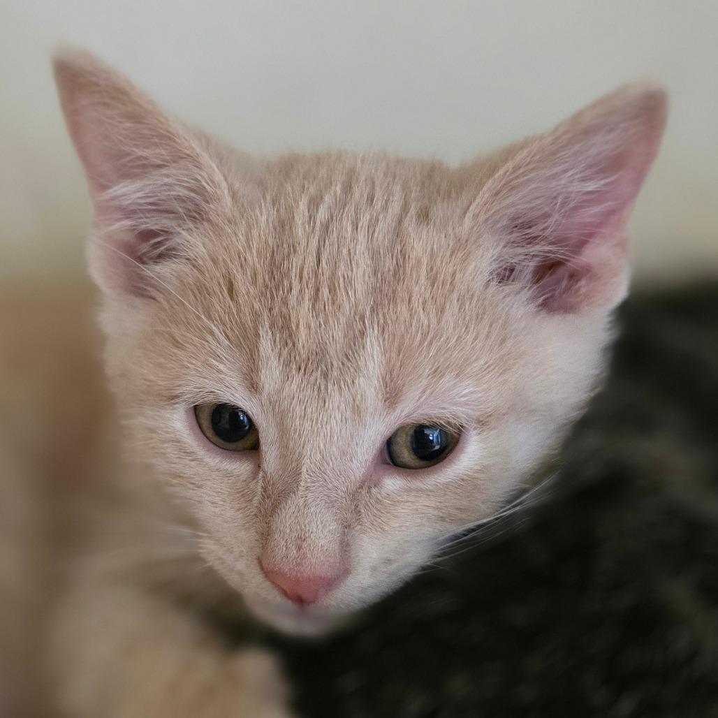 Theodore, Adoptable, Kitten Male Domestic Short Hair & Domestic Medium Hair.