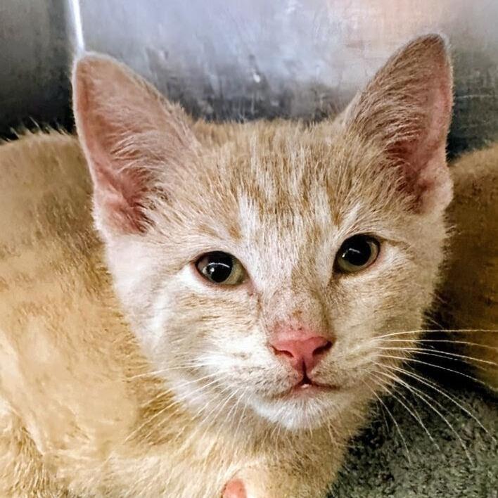 Enlarge Theodore, a Adoptable mixed breed in Marysville, OH image 2/4