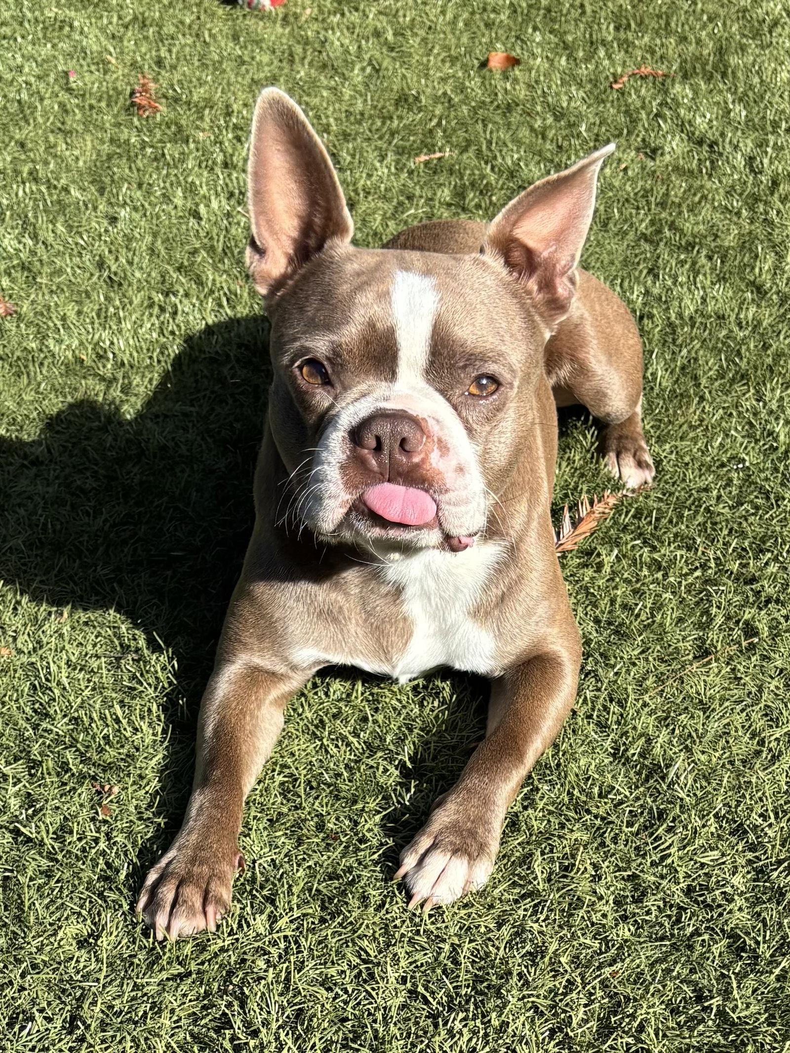 Beanie Baby, Adoptable, Adult Male Boston Terrier.
