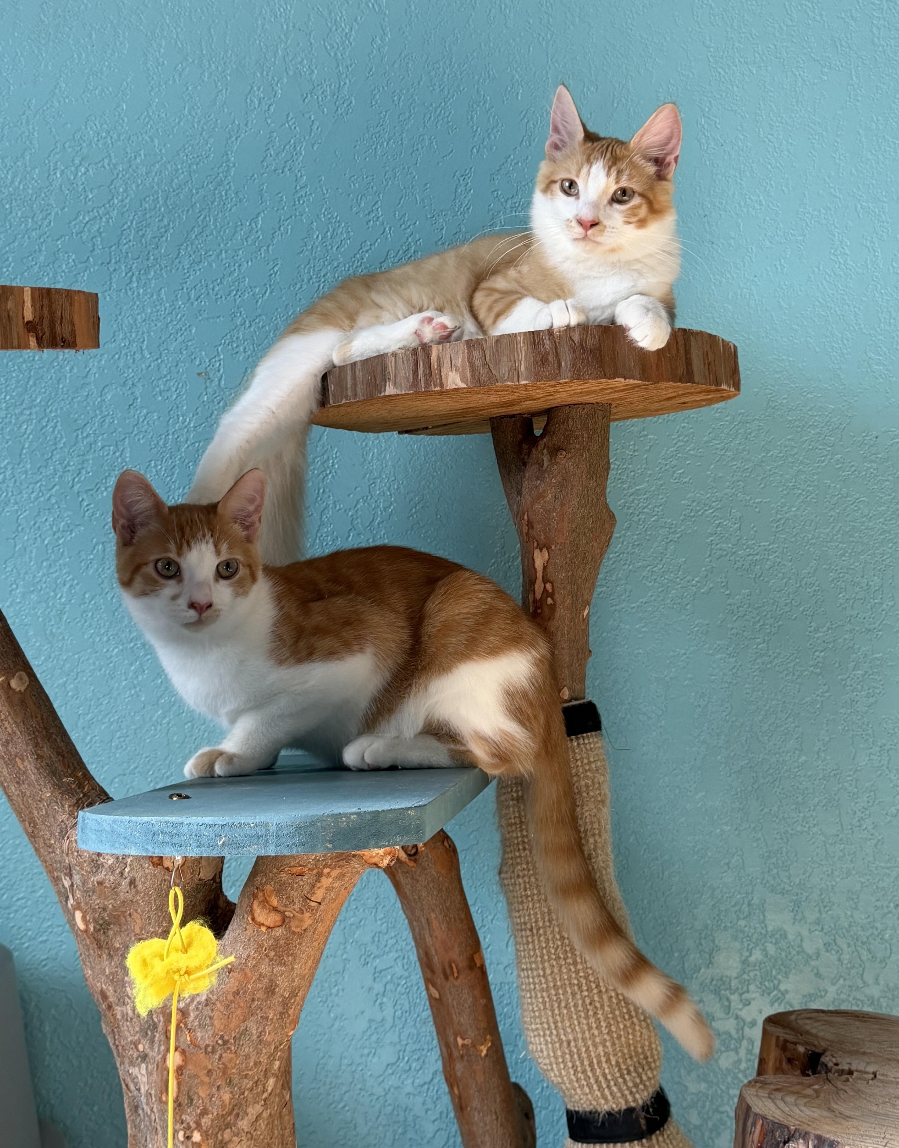 Pancake and Waffle (bonded pair), ADOPTABLE, Young Male Domestic Medium Hair & Tabby.
