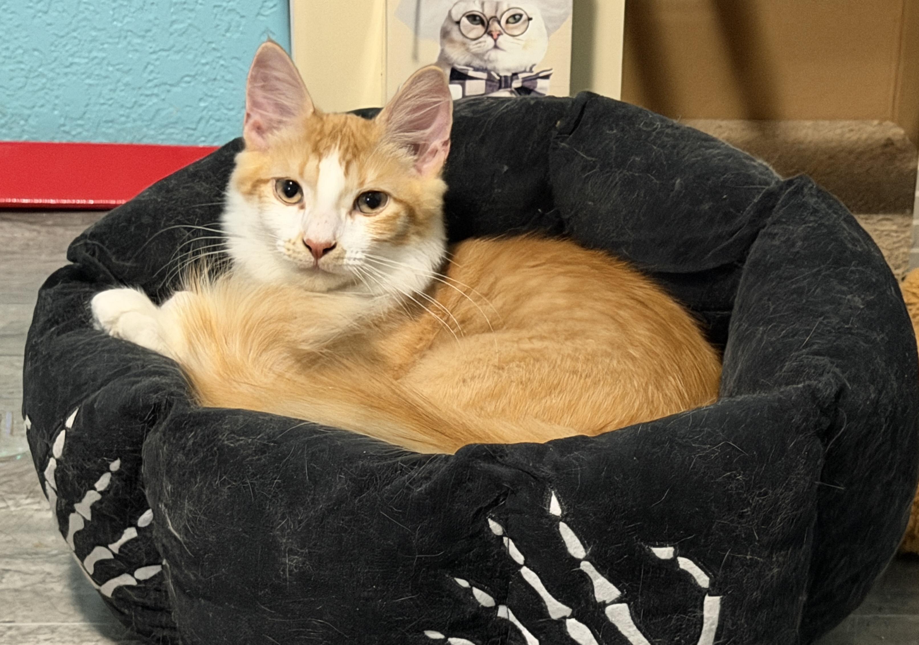 Enlarge Pancake and Waffle (bonded pair), a ADOPTABLE mixed breed in Federal Way, WA image 5/5