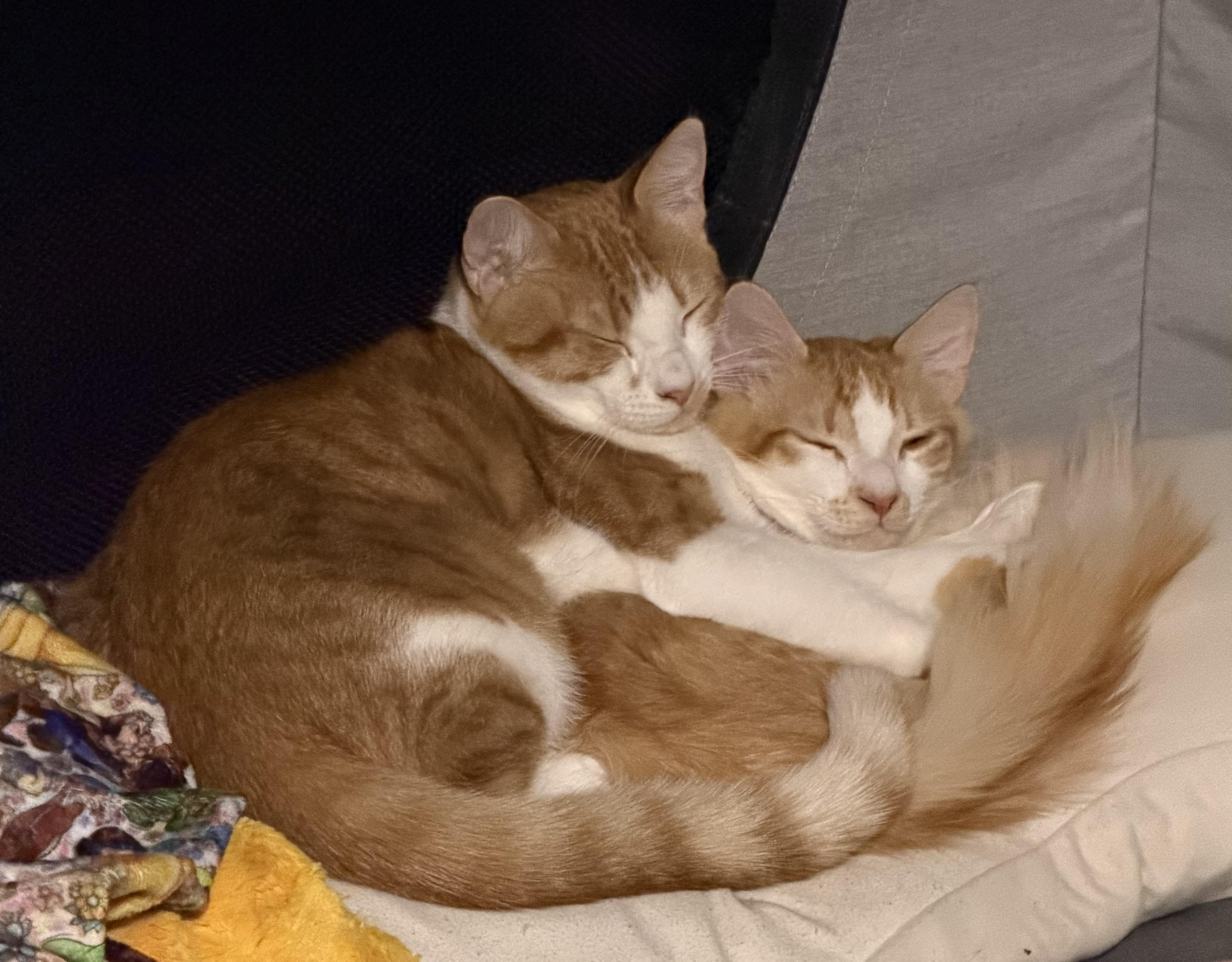 Enlarge Pancake and Waffle (bonded pair), a ADOPTABLE mixed breed in Federal Way, WA image 3/5