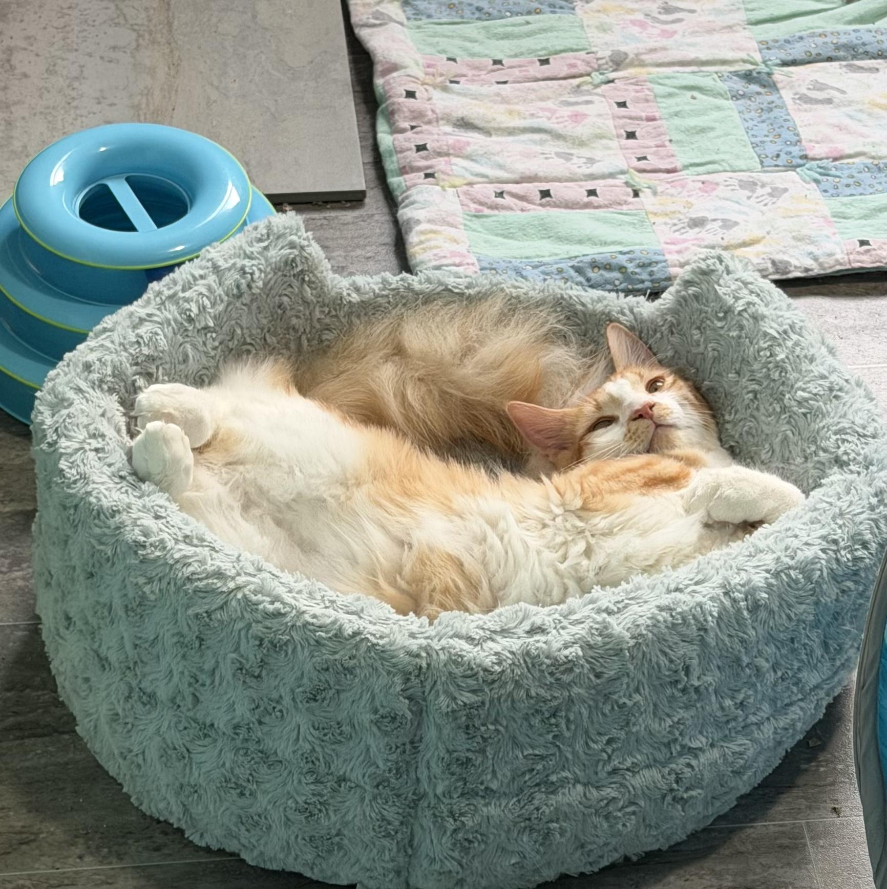 Enlarge Pancake and Waffle (bonded pair), a ADOPTABLE mixed breed in Federal Way, WA image 2/5