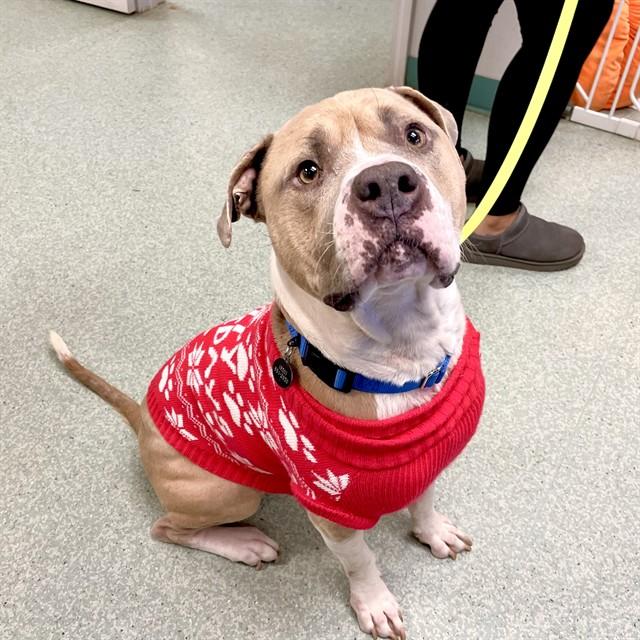 Enlarge FRED, a Adoptable mixed breed in Tallahassee, FL image 1/1