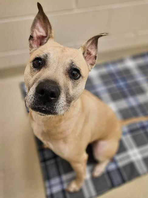 Star, ADOPTABLE, Senior Female Pit Bull Terrier.