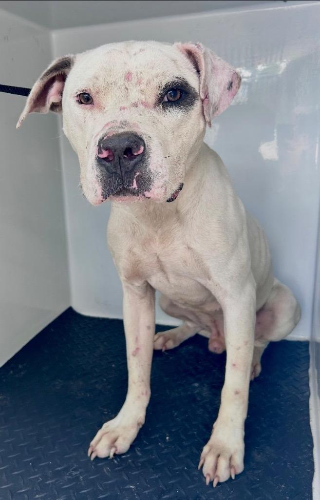 Linus, Adoptable, Young Male American Bulldog & Dogo Argentino.