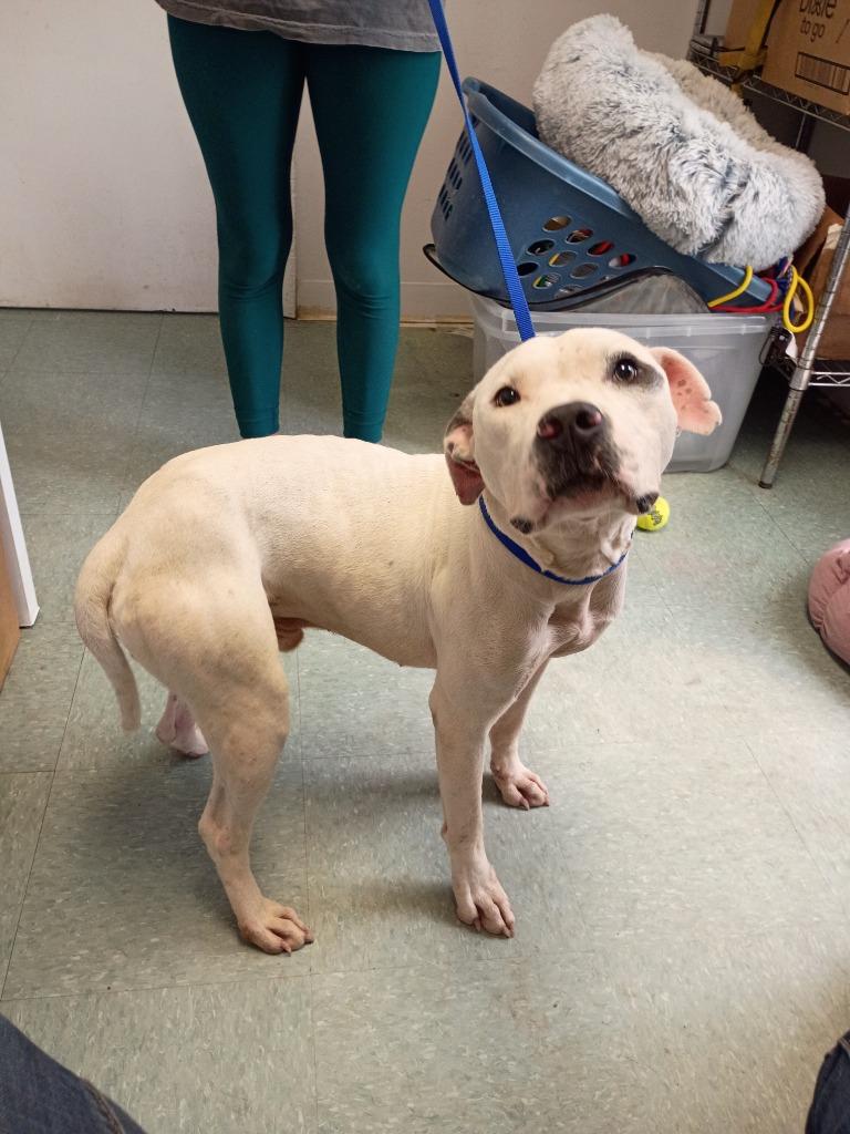 Enlarge Linus, a Adoptable mixed breed in Albany, GA image 2/6