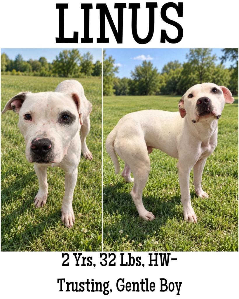 Enlarge Linus, a Adoptable mixed breed in Albany, GA image 3/6