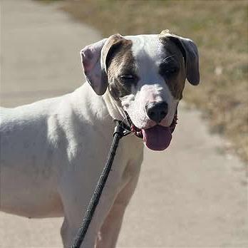 Enlarge Harold, a Adoptable mixed breed in Weatherford, TX image 1/6
