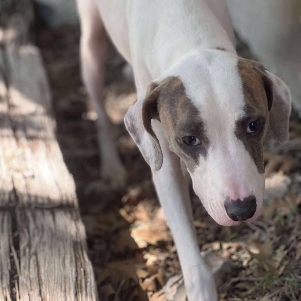 Enlarge Harold, a Adoptable mixed breed in Weatherford, TX image 2/6