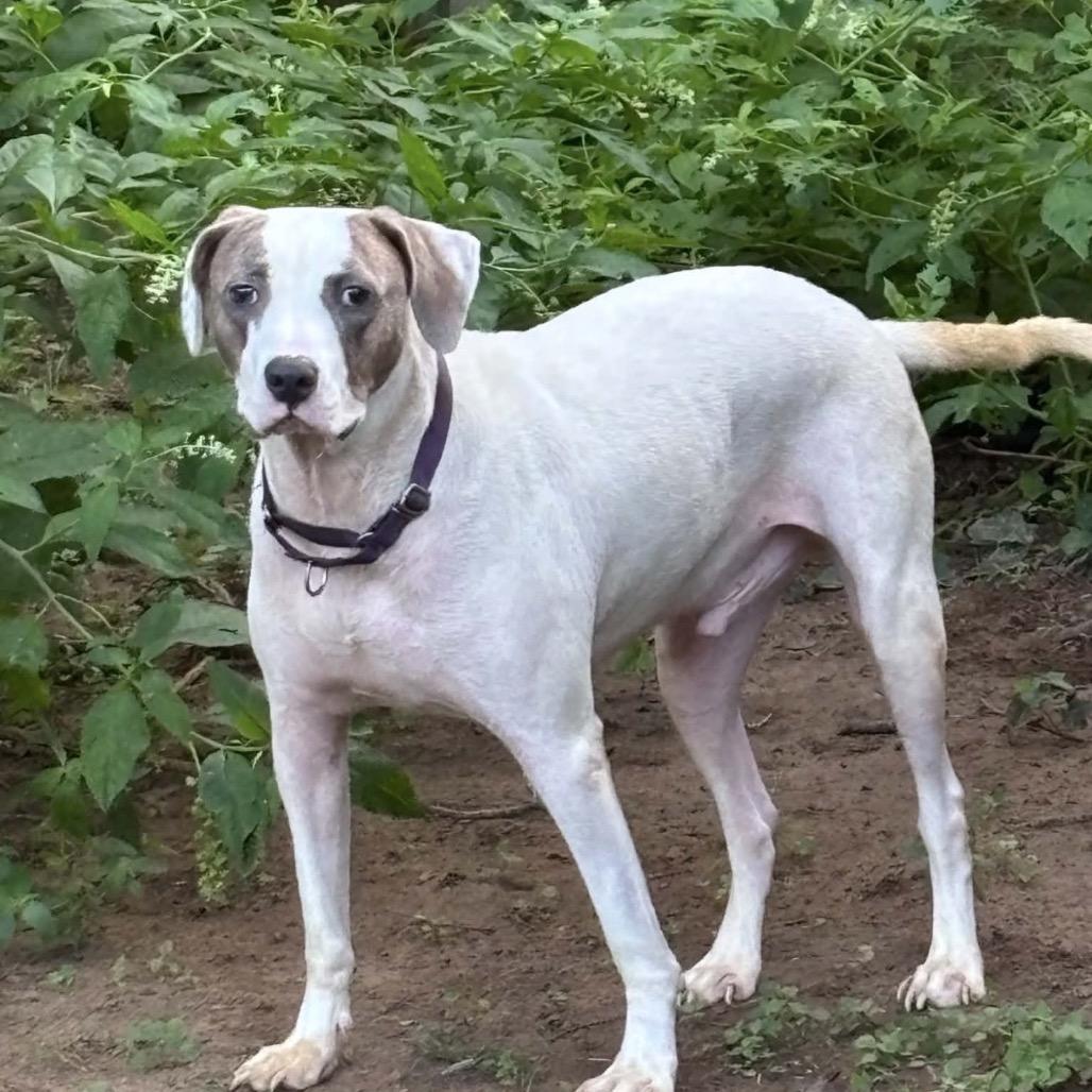 Enlarge Harold, a Adoptable mixed breed in Weatherford, TX image 4/6