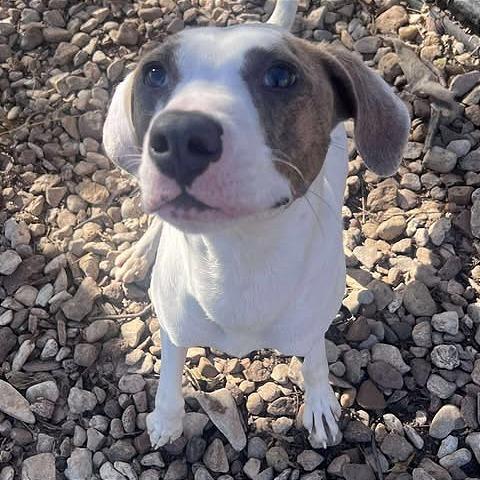 Enlarge Harold, a Adoptable mixed breed in Weatherford, TX image 5/6