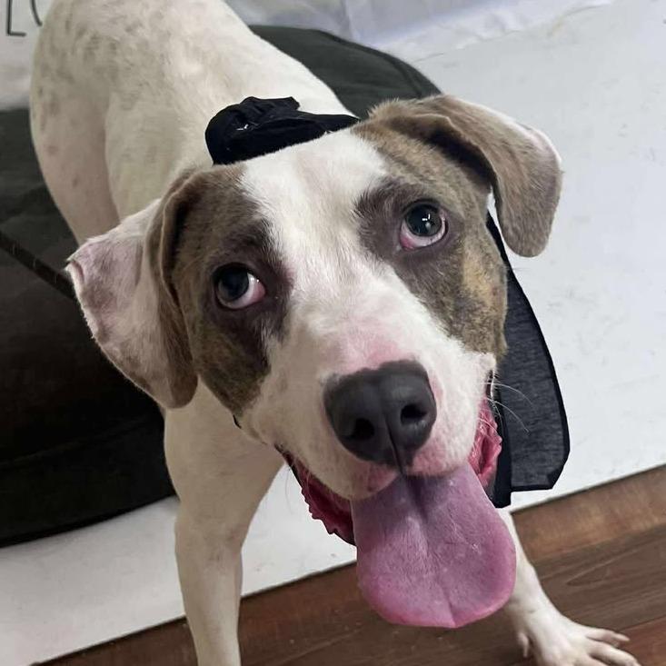 Enlarge Harold, a Adoptable mixed breed in Weatherford, TX image 6/6